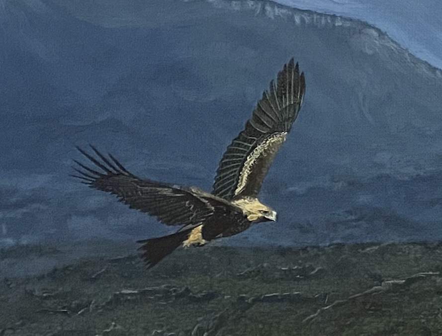 Wedgetail Eagle South West Tasmania
