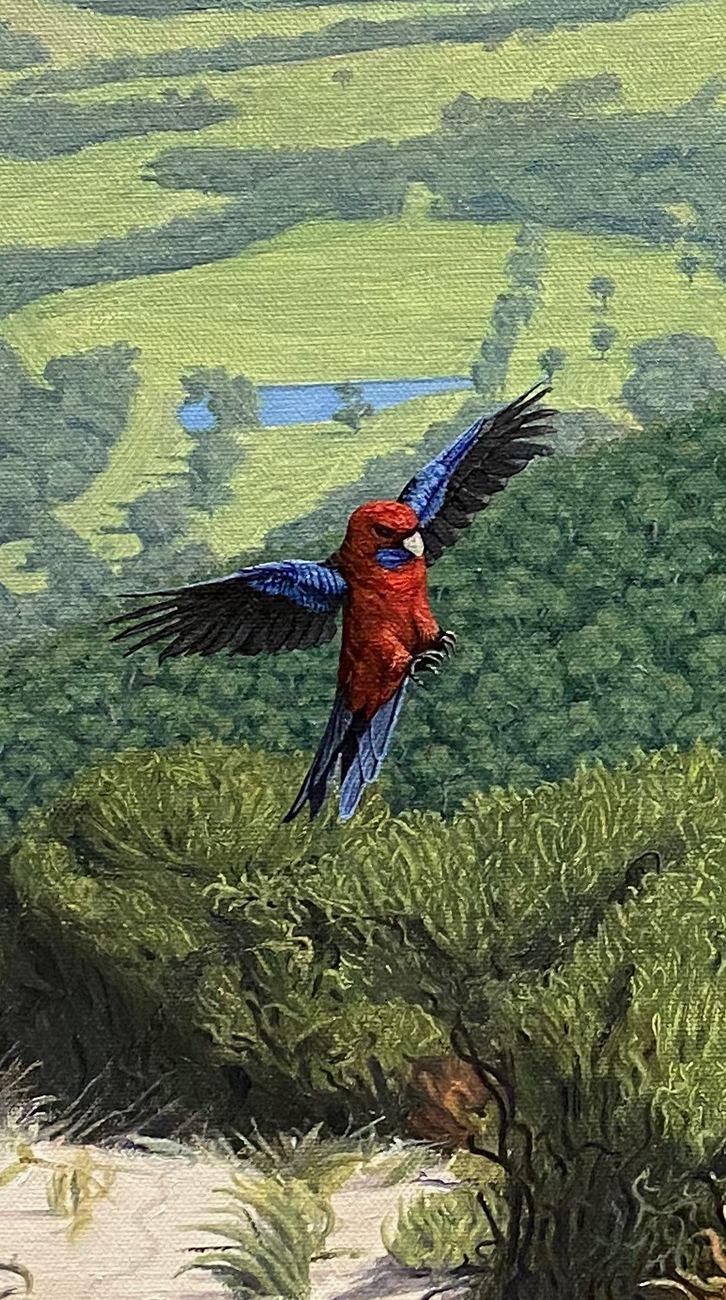 Crimson Rosella at Porters Pass - Blue Mountains NSW